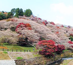 四季桜公園